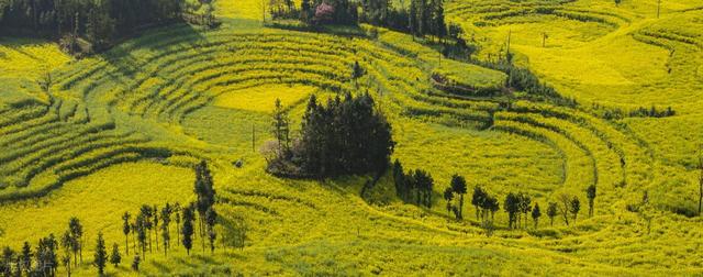 去罗平，追中国第一抹春！油菜花海已进入最佳观赏期，不要错过！