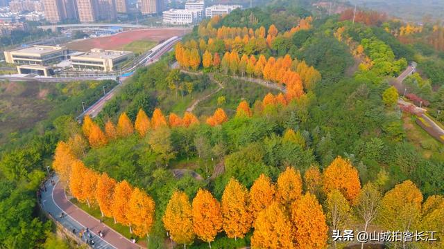 重庆主城6处遛娃赏秋宝藏地，公交地铁直达，收藏备用！