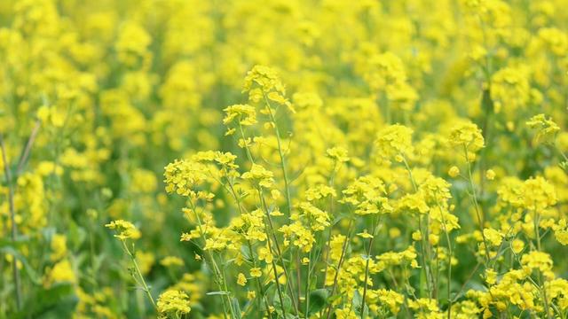 大汶口镇：油菜花开“金”满地 馨香四溢沁心脾