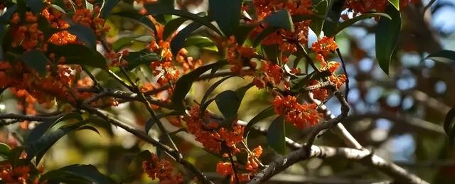 总要来一次金华吧？