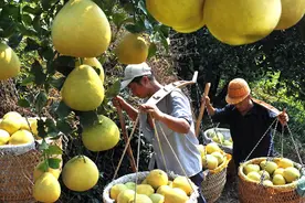 度尾文旦柚：果香四溢 美味“柚”人图片