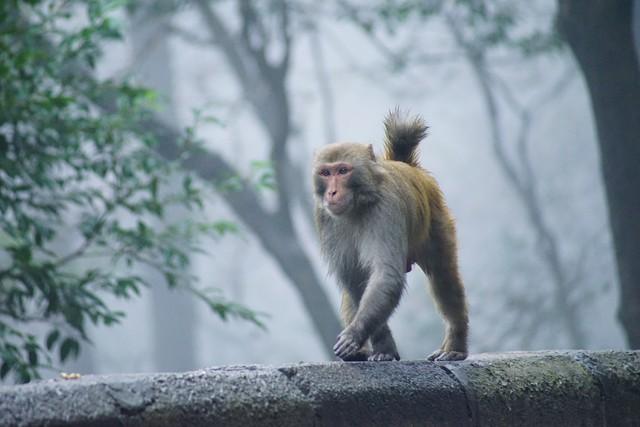国内这5大城市名山，你去过几个？有你的家乡吗？