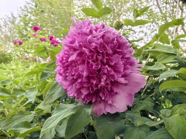 一路繁花向洛阳——游客能欣赏到牡丹四大名品吗？