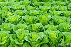 白菜直播好还是移栽好？萝卜、胡萝卜能不能移栽？这些道理要明白图片