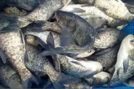 价格跌到近十几年最低，养殖户卖鱼卖哭了！今年的花鲢怎么了？图片