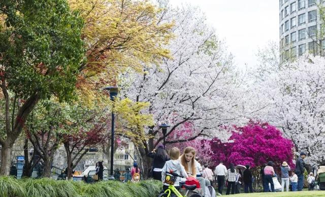 这两天的杭州顶流，不是太子湾，不是西湖，而是集齐了四季的万