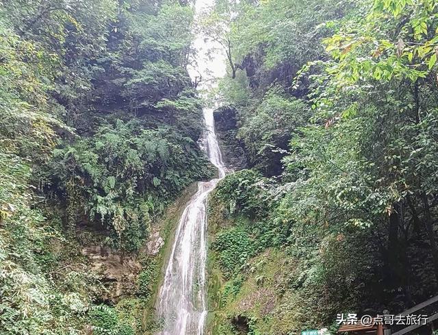 四川又一高山杜鹃惊艳了，刚好进盛花期，云海中的花园，非常唯美