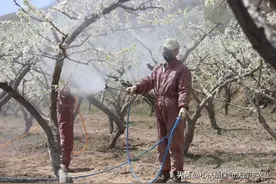 芸苔素内酯：藏在植物体内的“增产密码”，4大黄金配方揭秘！图片