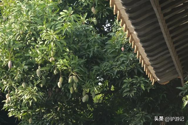 广东富可敌市的千亿镇，藏着一座不容错过的中国历史文化名村！