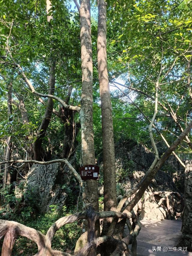 无为在歧路，贵州六日行（8）～黄果树