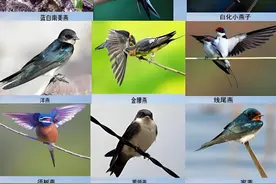 我国本土十大名燕，快来看看原来燕子有这么多种？图片