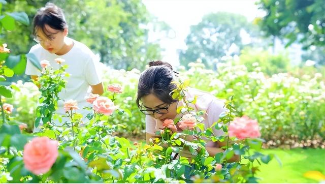 2026深圳国际月季文化年，精彩不打烊！