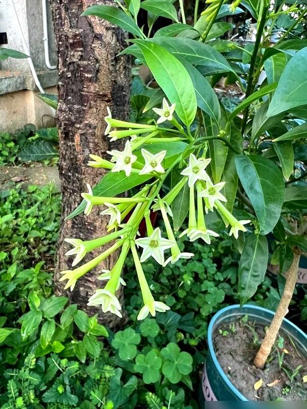 阴花不能进阳宅！这5种花“打死”也不养，家里若有？快挪走！