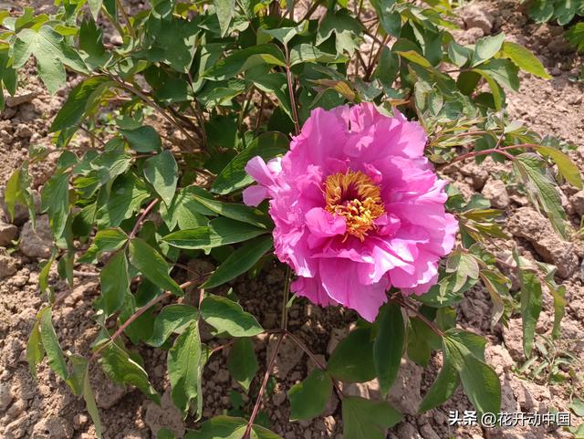 落尽残红始吐芳，佳名唤作百花王