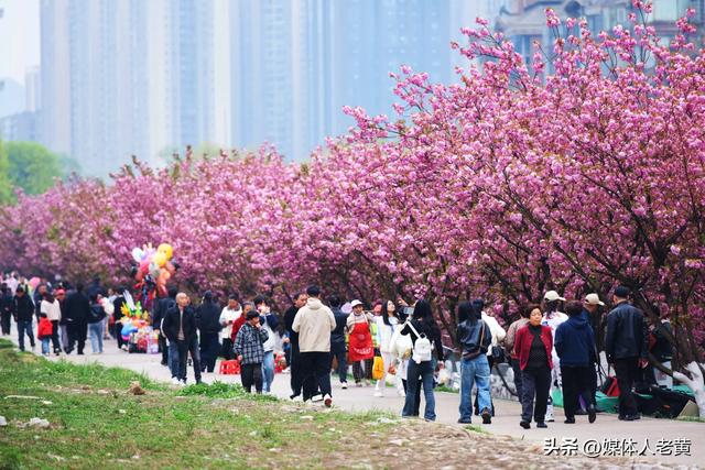 六盘水水城河畔樱花竞放引客浪漫踏春