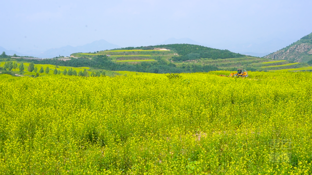 灵丘县柳科乡荞麦川村：油菜花盛开 赏花正当时