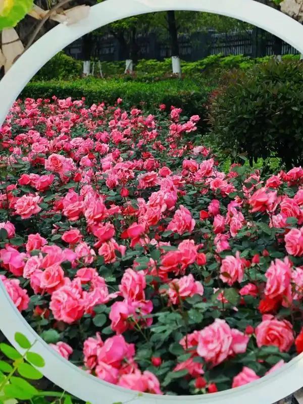 五一出游别遭罪！满城月季开疯了，家门口的浪漫香到上头