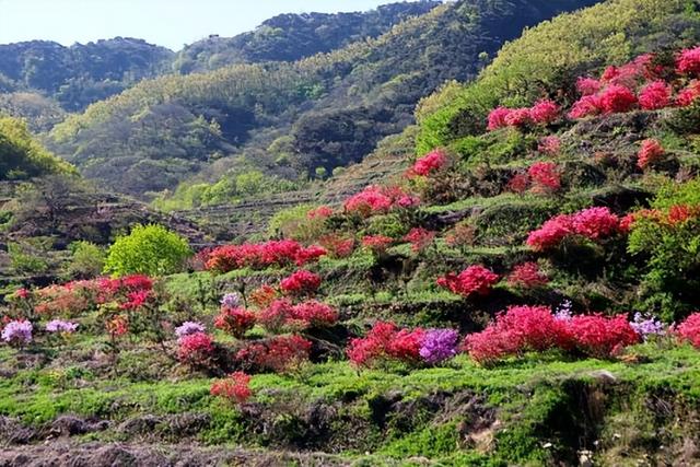 从“赏花游”到“春日经济” 日照的春天“一路生花”