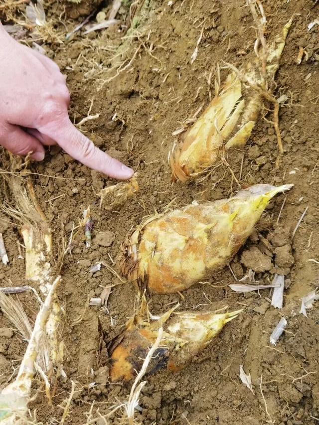 从化寻宝挖冬笋，摘砂糖橘任意吃，土窑烤披萨，DIY非遗竹节人！