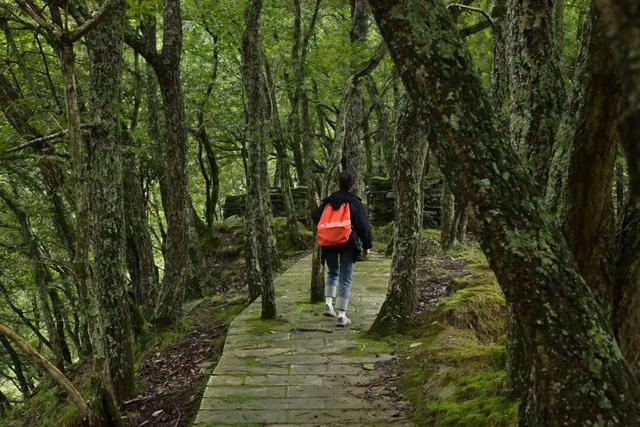 徒步阴平古道，艳遇紫荆繁花｜千年古道万亩紫荆待君来