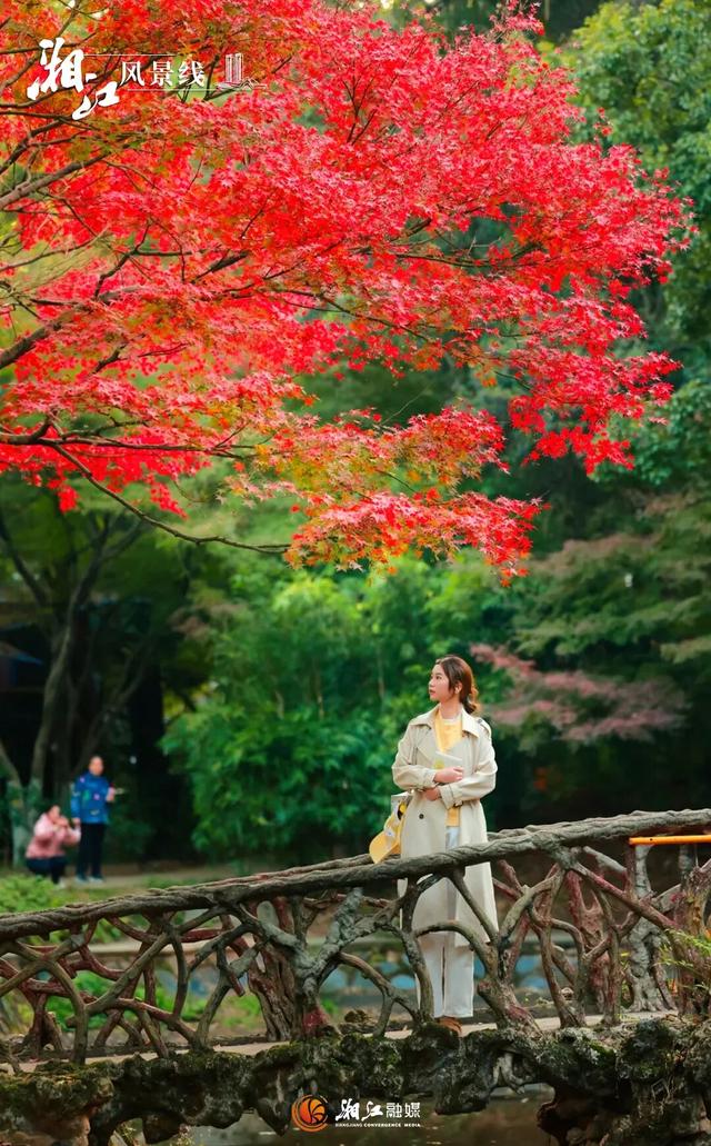 湖南“追枫”地图更新！哪片红对你的味？