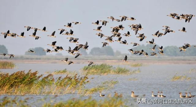【黄河口生态旅游区】秋日限定美景上线！