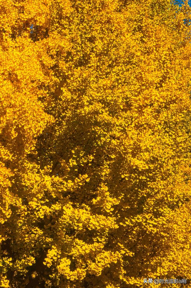 这么近那么美，银杏里的河北最美！