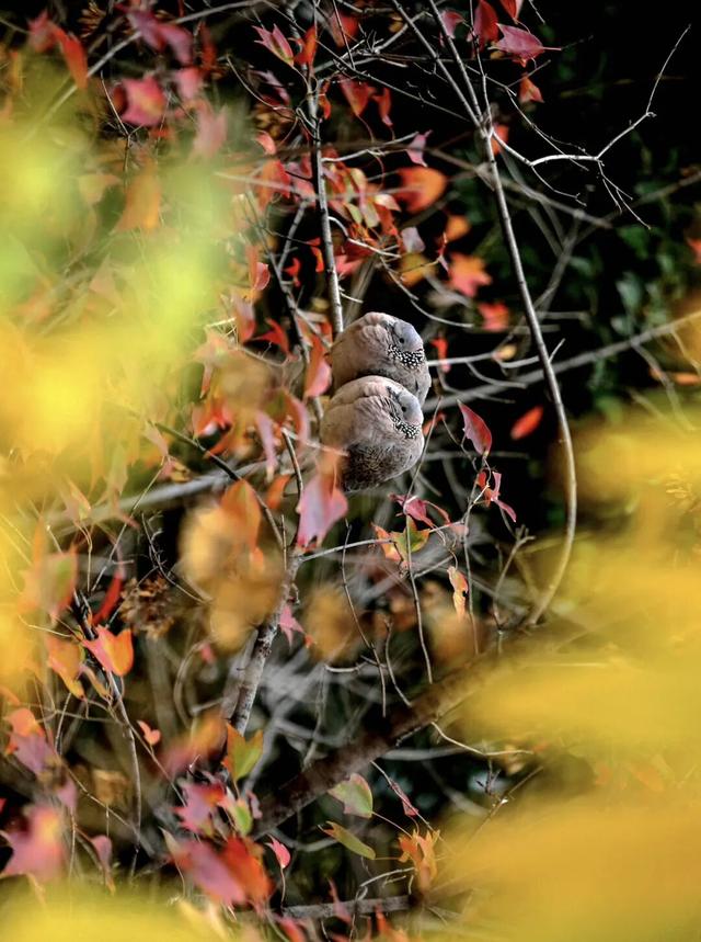 河南秋景大片，来了！