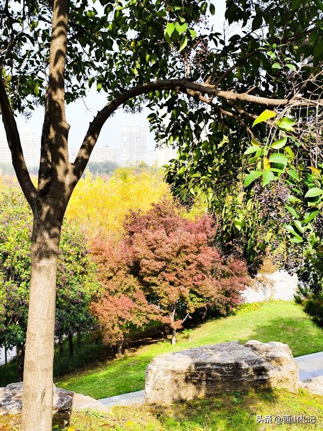 五线小城里的银杏大道,美翻全网的深秋景色原来在这里