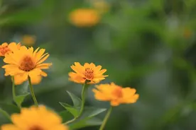 100句带花字的古诗词名句：并注明作者、朝代及出处图片