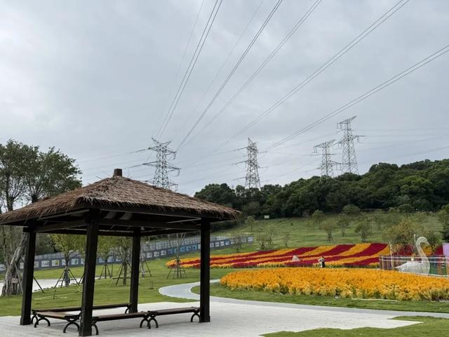 秋日限定！邂逅绚烂凤尾鸡冠花海