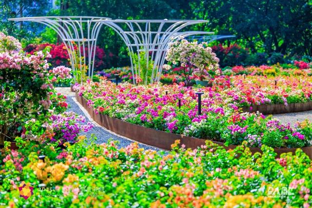 走！今天出发莲花山！拍“爆”20万㎡花海