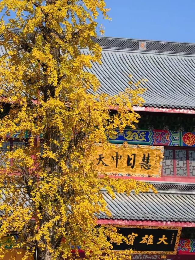 比青山湖人少，比湘湖低调，杭州东北藏着一条“银杏+水杉”组合路线！