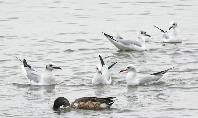 快乐的25/26深圳湾候鸟季