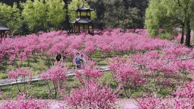 两当：一城繁花绘春色