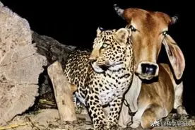 印度一花豹每晚与母牛“相会”，直到天亮才离开，公牛吓得直发抖图片