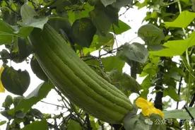 刷碗用的丝瓜络，是结节、囊肿的救命稻草，轻松破开痰湿淤堵！图片