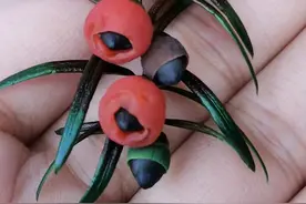 世界上公认濒临灭绝的天然珍稀抗癌植物红豆杉你见过吗？图片