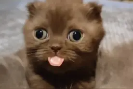 带猫去宠物医院，开车回家路上猫咪狂叫不止，原来是老公掉医院了图片