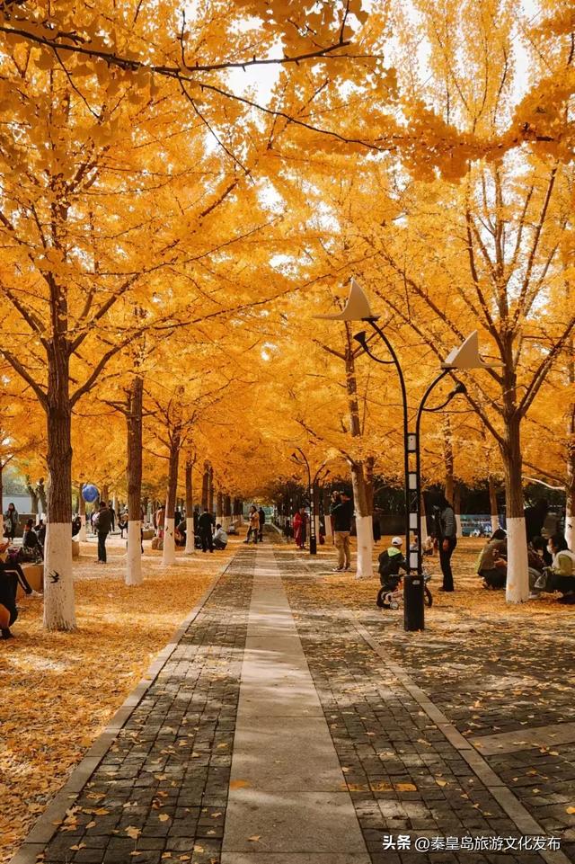 实拍!秦皇岛植物园“金色浪漫”已上线,氛围感拉满!