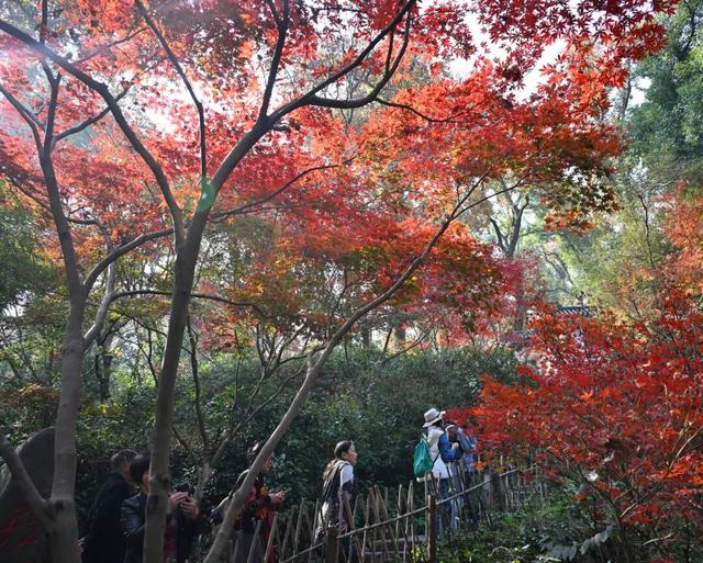 南方冬意，藏在这一亭红枫里