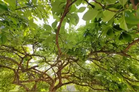 藏在农村的刺树，竟是千年黄金木？被遗忘的柘木，价值远超想象图片