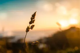 高中儿子从“厌学抑郁”到“静心学习”，我总结了2个有效关键点图片