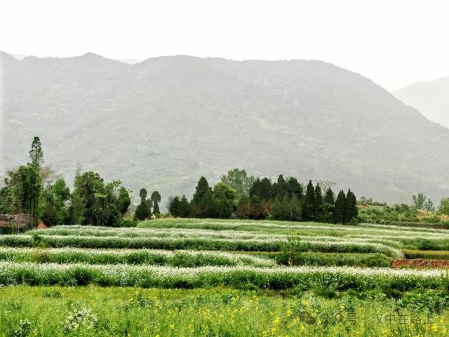 火遍抖友圈！汉中张家窝，整片白色花海太美了