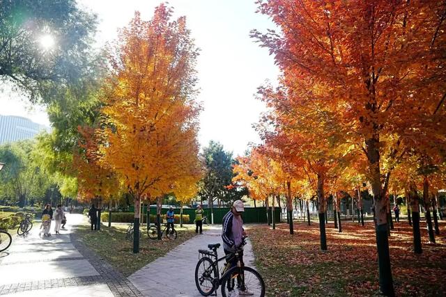 沈阳这些地方太美了!赏秋倒计时,错过等一年!