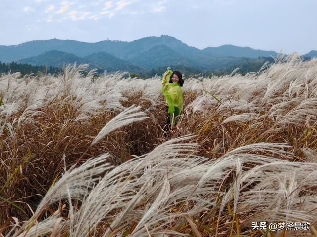 豫客纷至安陆，共赏银杏芦花绘初冬