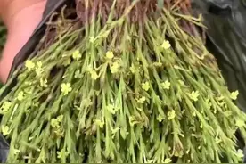 千金难求的“独脚金”：广西神药濒临灭绝，保护呼声高涨图片