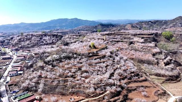 武乡·权店2026年梅杏赏花周启幕