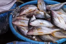 浑身都是“寄生虫”的4种鱼，卖鱼老板自己从来不吃，白送也别要图片