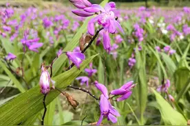 农村空地别荒废！种这5样冷门药材，零经验也能年收10万图片